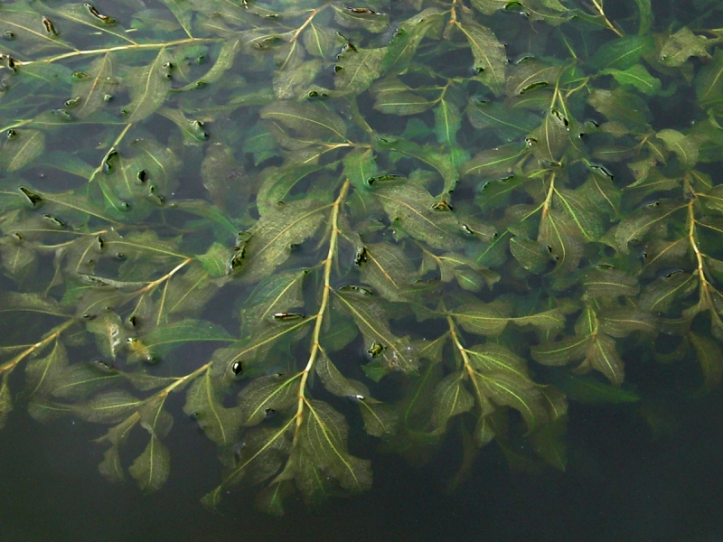 Spiegelndes Laichkraut - potamogeton lucens